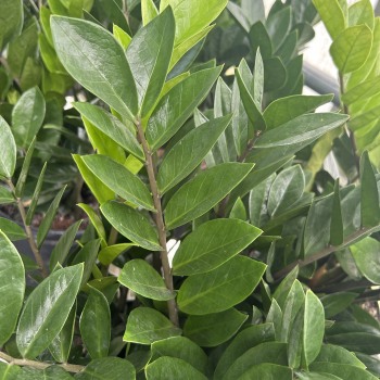 Zamioculcas Zamifolia Plant